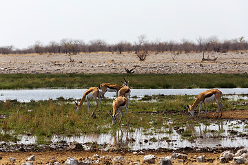 Image showing herd of springbok on waterhole 