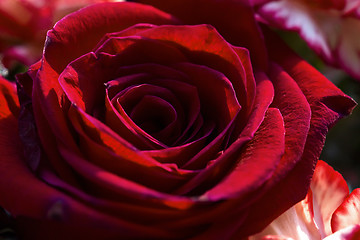 Image showing Red rose flower