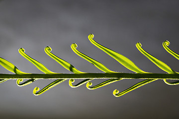 Image showing Young palm leaf