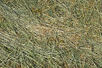 Image showing Hay with cereals and other wild herbs