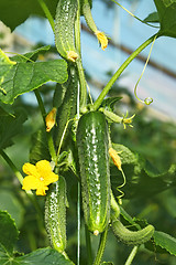 Image showing Cucumbers in greenhouse