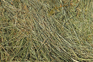 Image showing Hay with cereals other wild meadow grasses