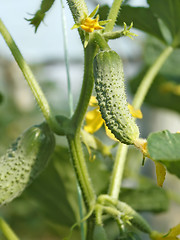 Image showing Cucumbers grow on a stalk in greenhouse