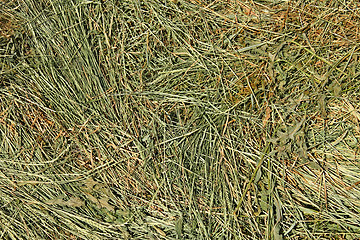 Image showing Hay with cereal and other wild grasses