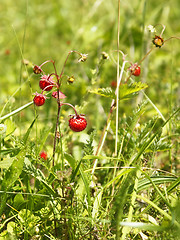 Image showing Wild strawberry in the meadow