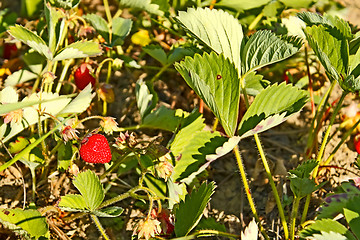 Image showing Red ripe strawberry on the garden