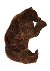 Image showing Grizzly Bear on White