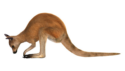 Image showing Red Kangaroo on White