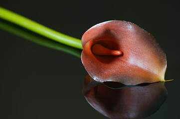 Image showing  Calla palustris