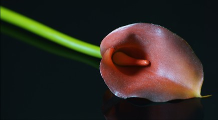 Image showing  Calla palustris