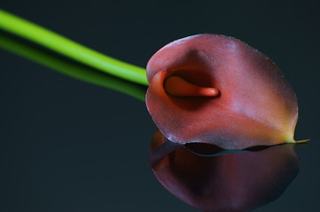 Image showing  Calla palustris