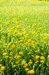 Image showing A field of yellow dandelion  