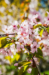 Image showing Beautiful blossoming Sakura close up