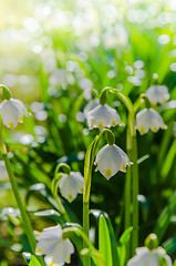 Image showing White Spring snowdrops, close-up 