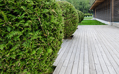 Image showing Wooden terrace and Thuja, close-up