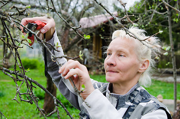 Image showing Woman cuts a branch at an Apple-tree, a spring in the garden 