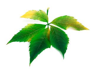 Image showing Multicolor virginia creeper leaf