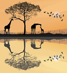 Image showing Savana with giraffes