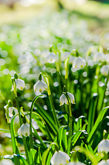 Image showing White Spring snowdrops, close-up 