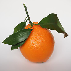 Image showing Orange fruit