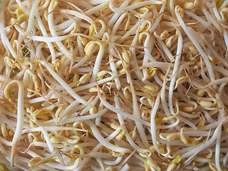 Image showing Mung bean sprouts vegetables