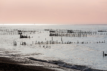 Image showing Plantations of seaweed on dream beach, Algae at low tide