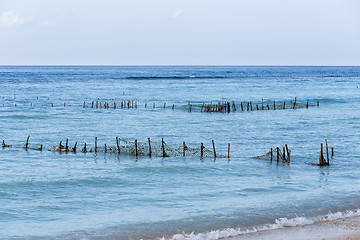 Image showing Plantations of seaweed on dream beach, Algae at low tide