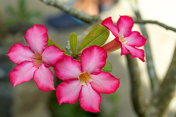 Image showing beautiful red Adenium flowers