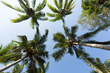 Image showing coco-palm tree against blue sky