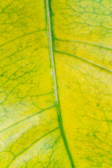 Image showing green leaf background