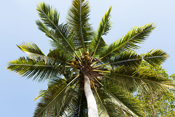 Image showing coco-palm tree against blue sky