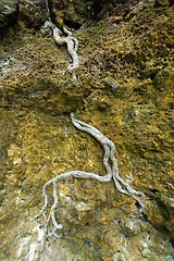 Image showing Roots of the trees in rock