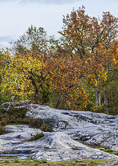 Image showing Autumn Scene in Fontainebleau Forest