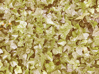 Image showing Retro looking Ivy leaves