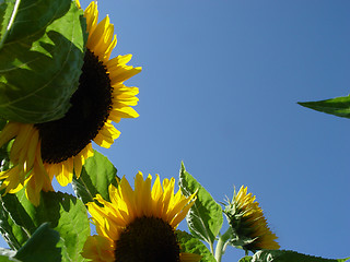 Image showing sunflowers