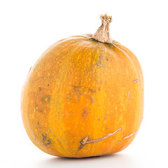 Image showing Pumpkin