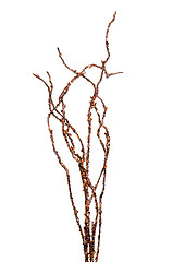 Image showing Golden Christmas decoration branches