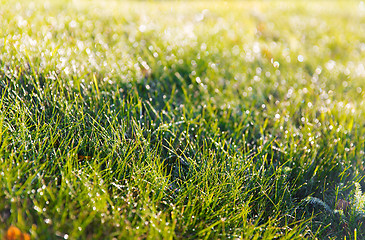 Image showing close up of green grass with dew