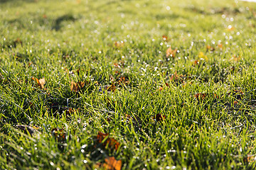 Image showing close up of green grass with dew