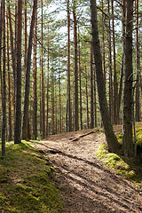 Image showing summer pine forest and path