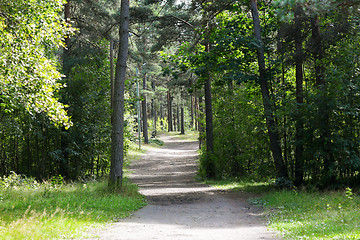 Image showing summer forest and path