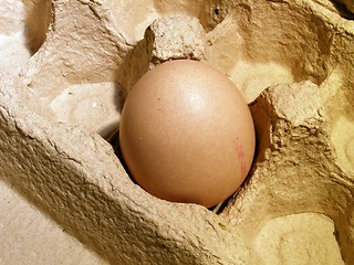 Image showing egg