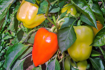 Image showing Large fruits ripen peppers in the garden.