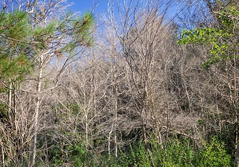 Image showing The problem of ecologie: dead boxwood trees.