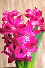 Image showing Hyacinth blooming among green leaves