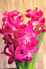 Image showing Hyacinth blooming among green leaves