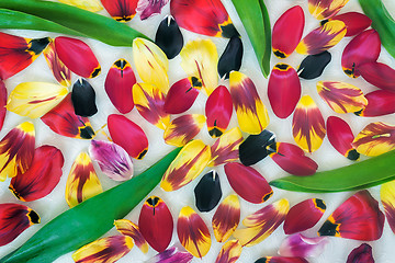 Image showing Background image: petals and leaves of tulips.