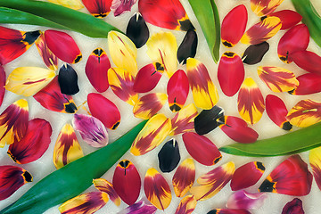 Image showing Background image: petals and leaves of tulips.