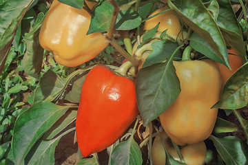 Image showing Large fruits ripen peppers in the garden.