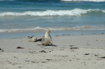 Image showing Australian sea lions